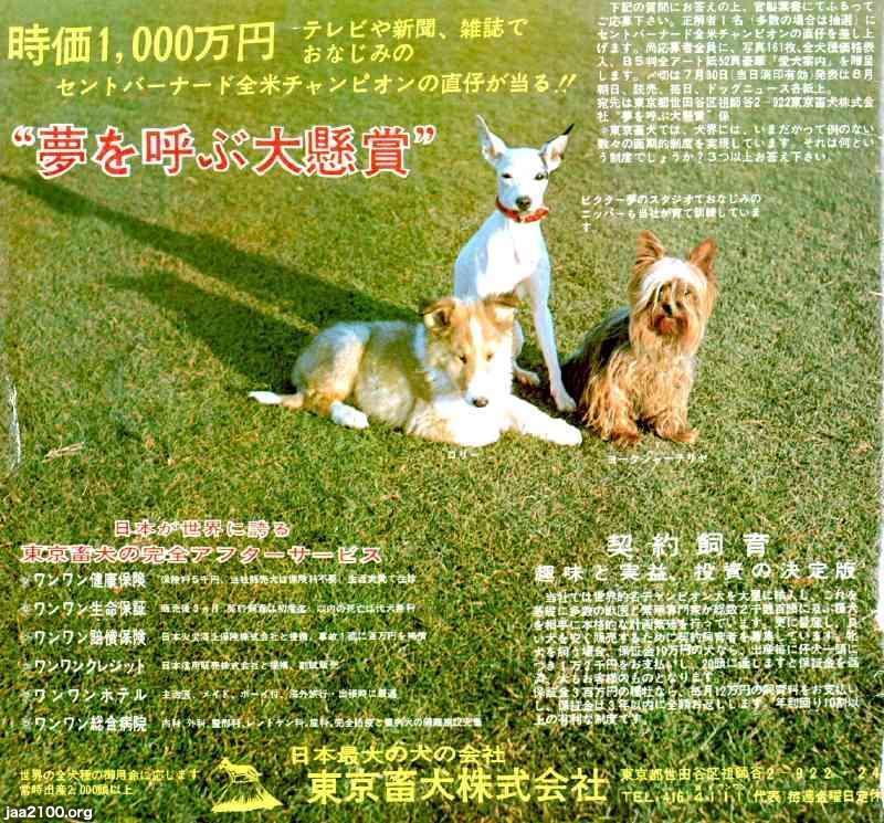 犬 昭和41年 名犬ニッパーでおなじみ セントバーナード全米チャンピオンの子が懸賞 東京畜犬 ジャパンアーカイブズ Japan Archives