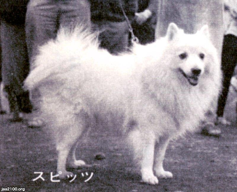 日本犬 (1972年) 話題の犬（昭和6年）▷秋田犬のハチ（あきたいぬ、忠犬ハチ公