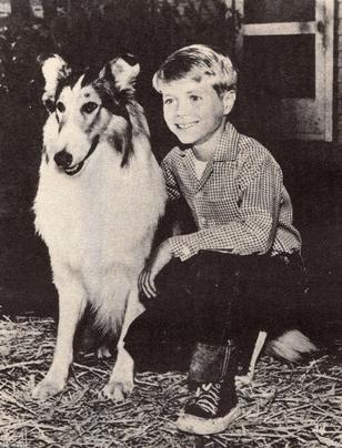 犬（昭和31年）▷TVドラマ「名犬ラッシー」（1956～1964）ほか